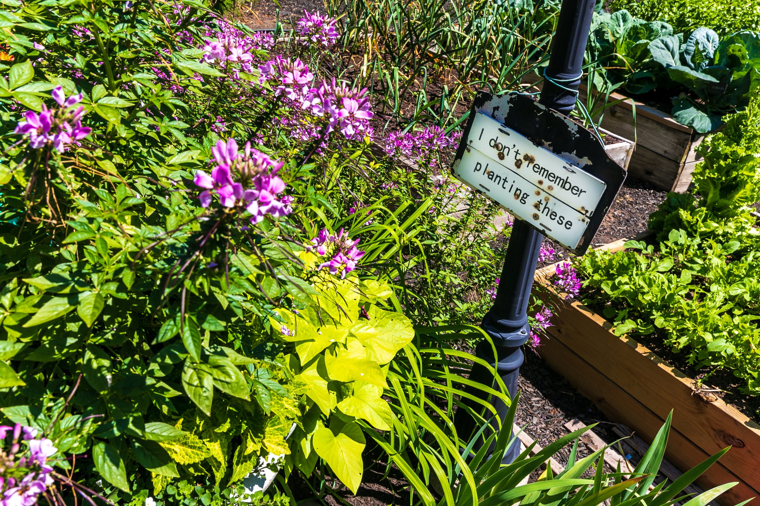 SUNY Empire dedicates flower garden to those impacted by COVID pandemic –  Saratogian