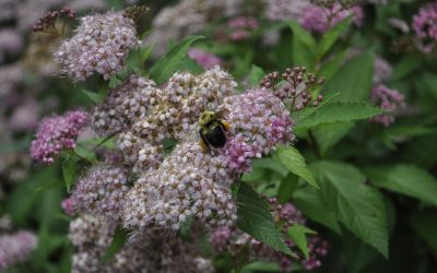 Secret Gardens Tour 2025 Photo 02